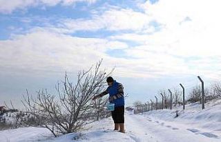 Karlı dağdaki yaban hayvanlarına yem