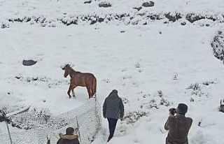 Karlıova’da ayağı kırık at tedavi altına alındı