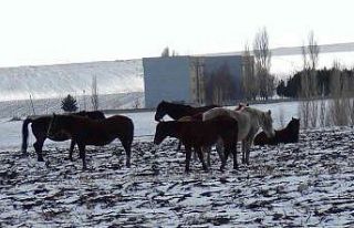 Kars’ta yılkı atları soğukla mücadele ediyor