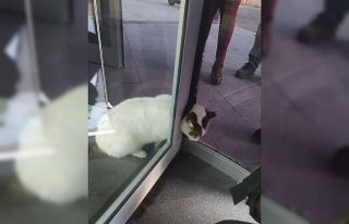 Kartal’da döner kapıya sıkışan kediyi kurtarma...