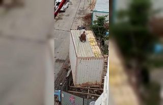 Kartal’da vincin kaldırdığı konteyner üzerinde...