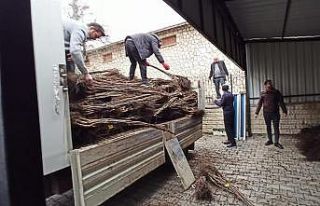 Kastamonu’da selzede çiftçilere fidan desteği