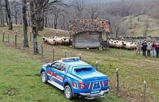 Kaybolan 130 küçükbaş hayvanı jandarma buldu