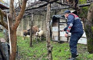 Kaybolan hayvanları jandarma ormanlık alanda buldu