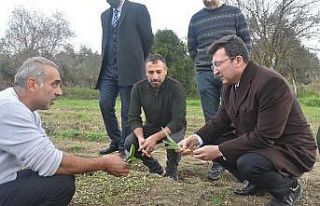 Kaymakam Şahin, “Salep üretimi konusunda çalışıyoruz”