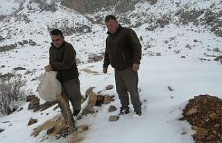 Kayseri’de yaban hayatına destek