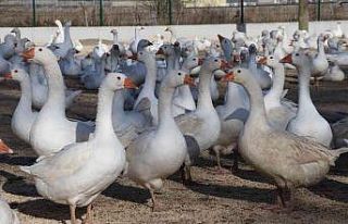 Kaz yetiştiriciliği ile üretim sağlanarak şehirlere...