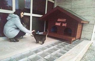 Kedi Adalet Muğla Adliyesinin maskotu oldu