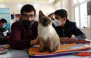 Kedi ‘Helva’ okulun maskotu oldu