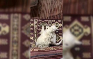 Kedi ile köpeğin şaşırtan dostluğu