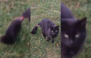 Kedinin kuyruğunu bantladılar