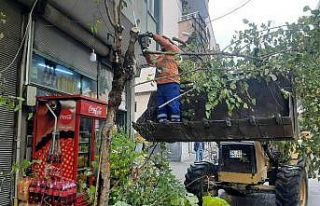 Kilis’te ağaçlar budanıyor