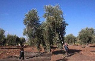 Kilis’te zeytinyağı fabrikaları tam kapasite...