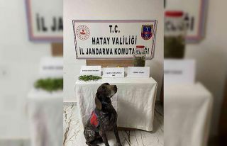 Kırıkhan’da uyuşturucu operasyonu