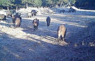 Kırıkkale’de yaban hayatı fotokapana yansıdı