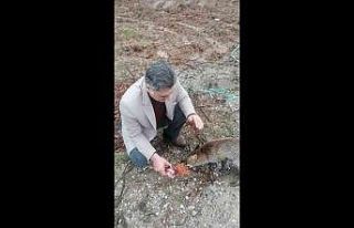 Kırklareli’nde tilki yol kesip, yiyecek istiyor