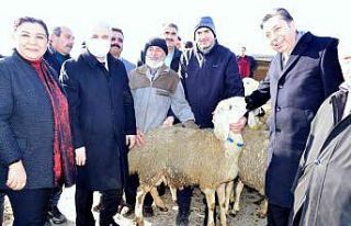 Kırşehir’de çiftçilere hayvan desteği