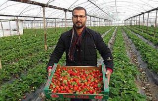Kış ortasında hasat edilen çilek kilosu 22 liradan...