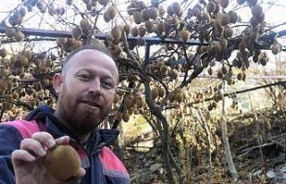 Kivi hobisi kazanca dönüştü