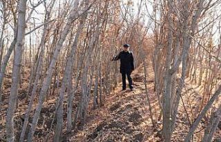 Kocasinan’da kuru yapraklar, organik gübreye dönüşüyor