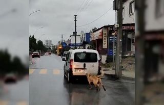 Köpeğe eziyet eden şahsa ceza