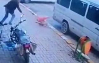 Köpeğe kötü muameleye adli işlem