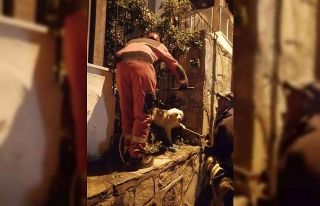 Köpeği görenler yardıma koştu