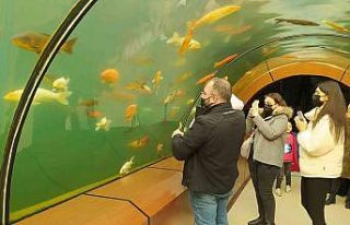 Köpek balıklarıyla dolu bu tünele girenler okyanusların...