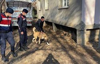 Köpek dövüştürenler jandarmaya yakalandı
