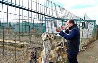 Köpek eğitim ve papağan üretim merkezleri ruhsatlandırıldı