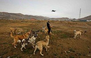 Köpeklerin drone ile imtihanı kamerada