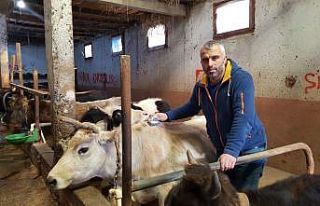Köy muhtarı köye dönüş yapanlara inek desteğinde...