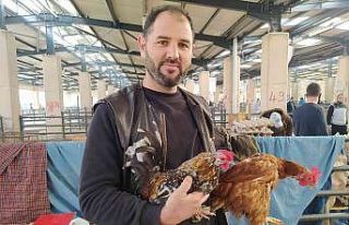 Köy tavuğu satışları patladı