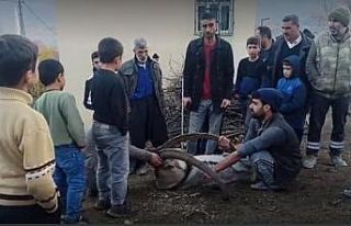 Köye inen dağ keçisi zarar görmesin diye saatlerce...