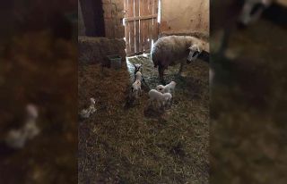 Köylünün 5 kuzu sevinci