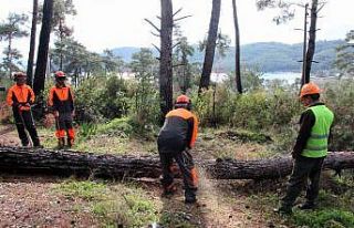 Kuraklığın vurduğu kızılçamlar kesiliyor
