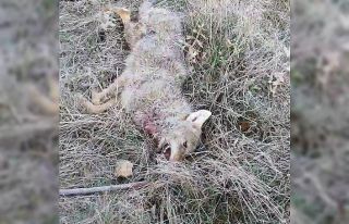 Kurdun saldırısını köpekler önledi