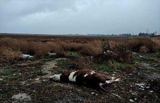 Kuş cennetinde ayakları bağlı ölü buzağı bulundu