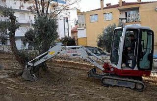 Kuşadası Belediyesi yarım asırlık zeytin ağaçlarını...