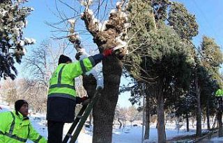 Kütahya’da ağaçlar budanıyor