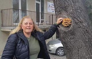 Kütahya’da bir ağacın gövdesinde çıkan mantarlar...