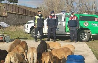 Kütahya’da sokak hayvanları unutulmadı