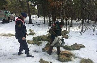 Kütahya’da yaban hayvanlarına yem bırakıldı
