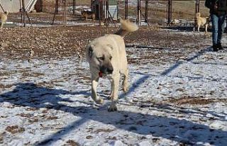 Laboratuvar köpeği olan pitbullar insan elinde katilleşiyor