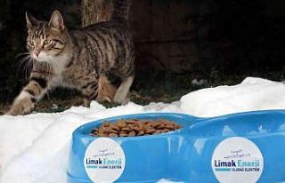 Limak, sokak hayvanlarını kara kışta unutmadı