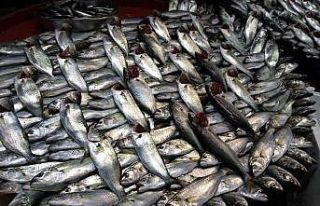 Lodos esti, balık tezgâhları şenlendi