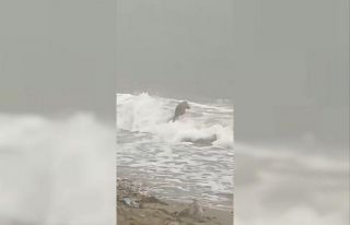 Lodosta karaya vuran su samuru karnının doyururken...