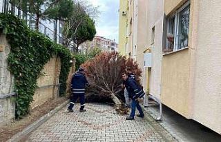 Lodosun yaraları sarılıyor