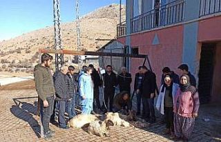 Malatya’da koyun kırkma eğitimi