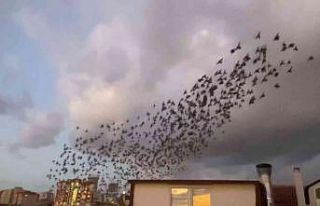 Maltepe’de sığırcık kuşlarının eşsiz dansı...